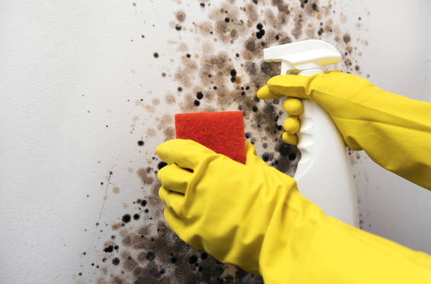 Best Mold Testing and Inspection Services in Mount Ivy, NY