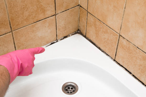 Best Mold Remediation for Specific Building Types in Mount Ivy, NY